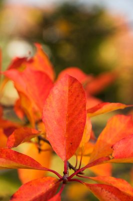 Nyssa sylvatica - tupela lesní - list podzim